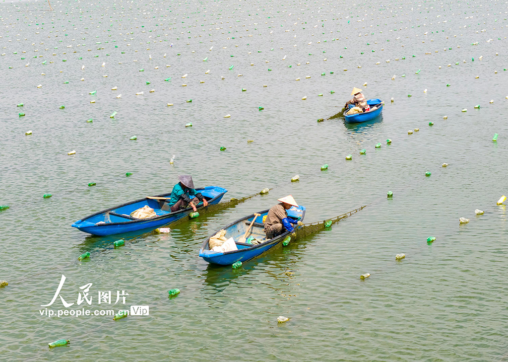 江苏泗洪：投放珍珠蚌【4】