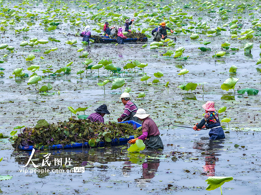 安徽芜湖：管护藕塘【5】