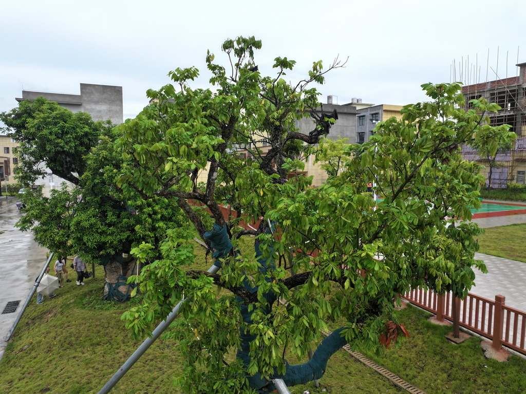 这是位于灵山县沙坪镇运河沙坪新城的几株已落地生根的百年古树（6月5日摄，无人机照片）。