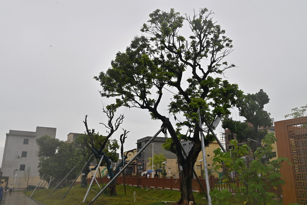 6月5日，在灵山县沙坪镇运河沙坪新城，几株古树已经落地生根。