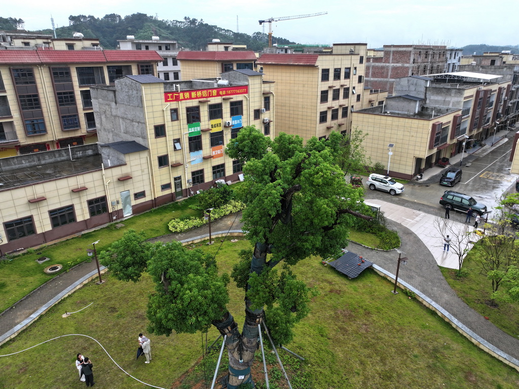 这是6月5日拍摄的灵山县沙坪镇运河沙坪新城，一株百年古樟树已落地生根（无人机照片）。