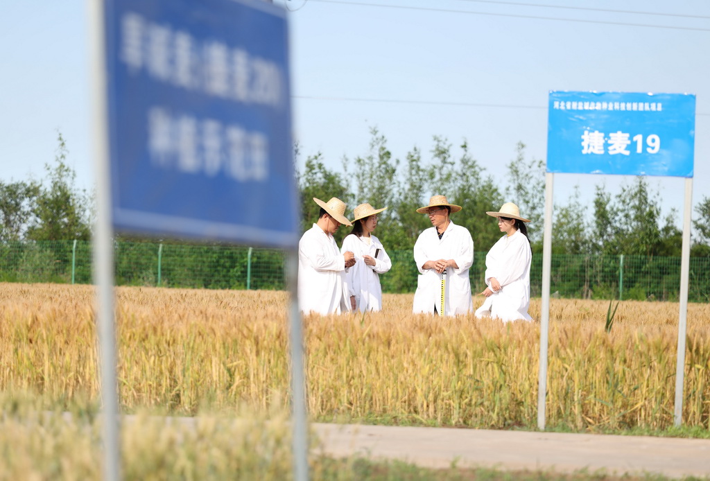 6月5日,在河北沧州中捷产业园区农科所旱碱麦育种试验田,技术人员查看旱碱麦长势。新华社记者 黄孝邦 摄