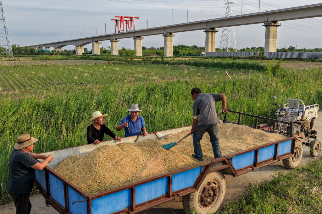 6月5日，在河北省沧州市黄骅市旧城镇，农民整理收获的旱碱麦（无人机照片）。新华社记者 黄伟 摄