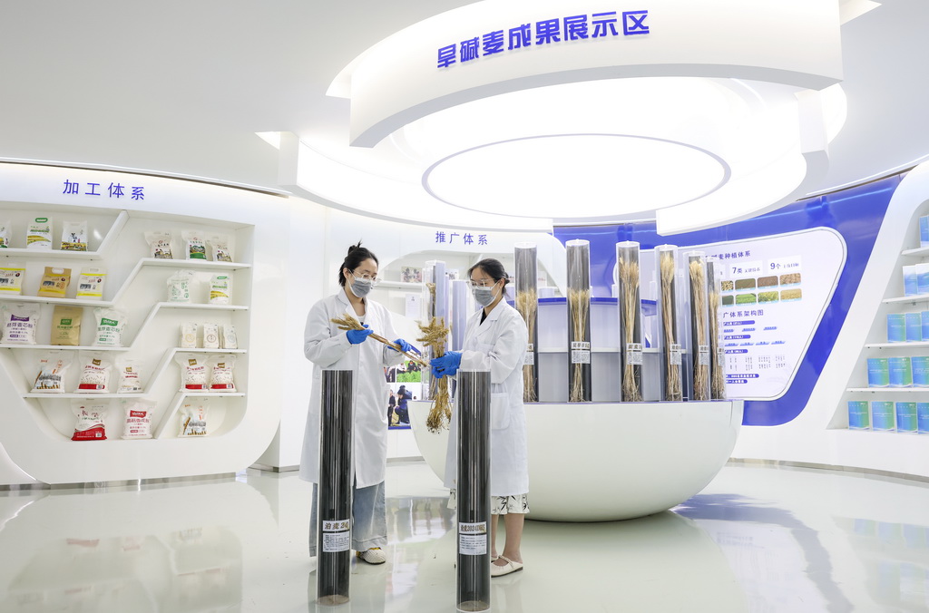 6月5日，在位于河北省沧州市的国家盐碱地综合利用技术创新中心旱碱麦特色产业创新基地，技术人员整理麦穗展品。新华社记者 王菲 摄