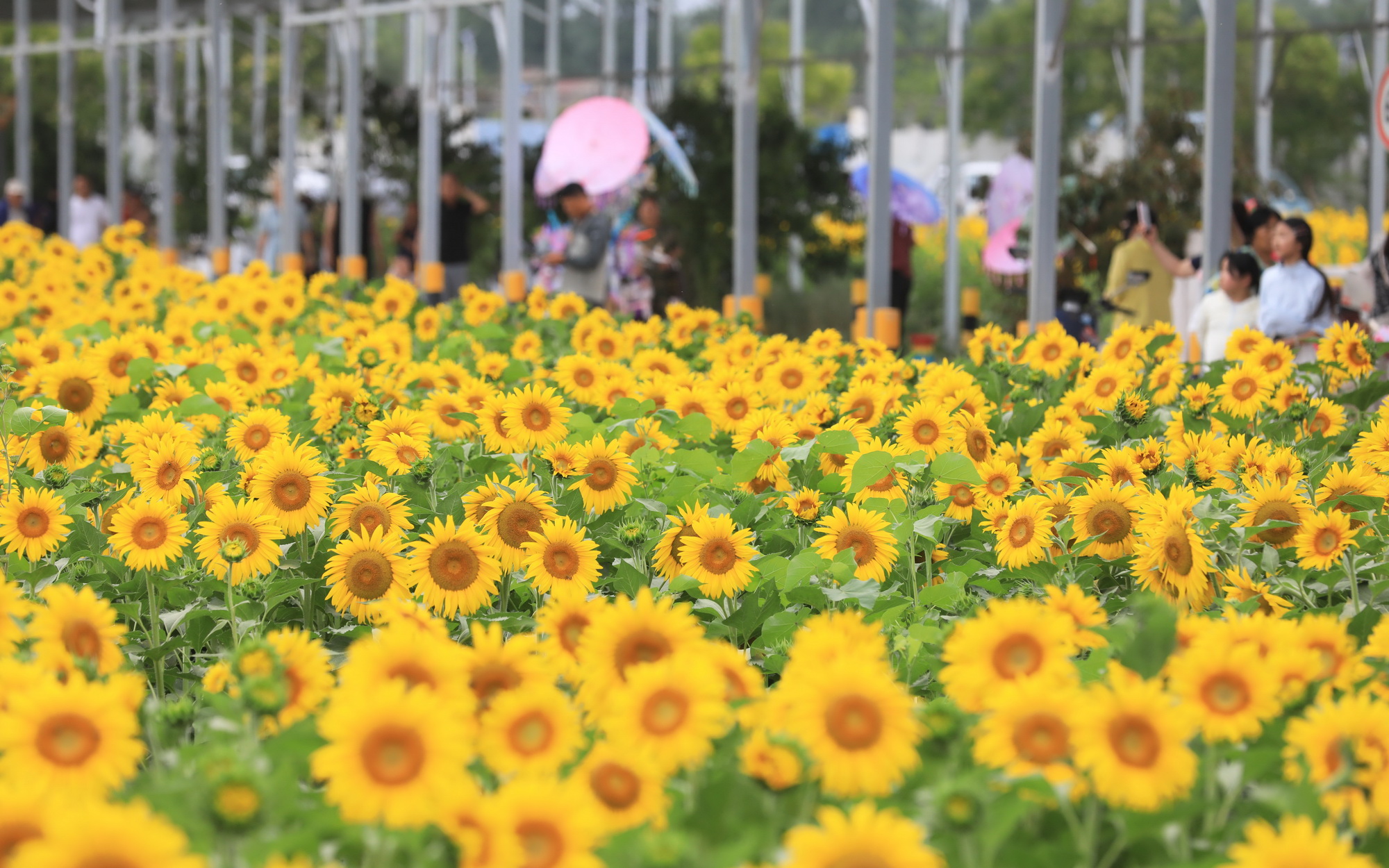 芬芳夏日葵花开