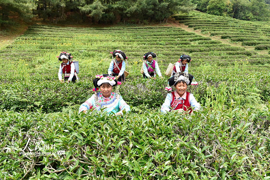 云南巍山:高山生态茶开采【3】