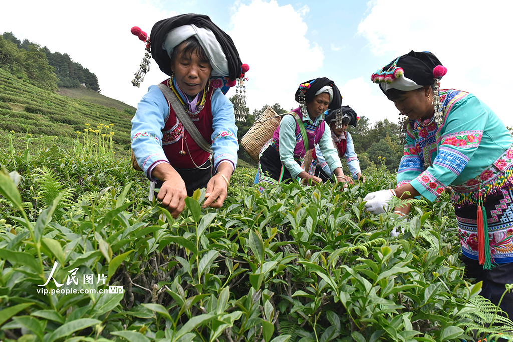 云南巍山：高山生态茶开采【4】