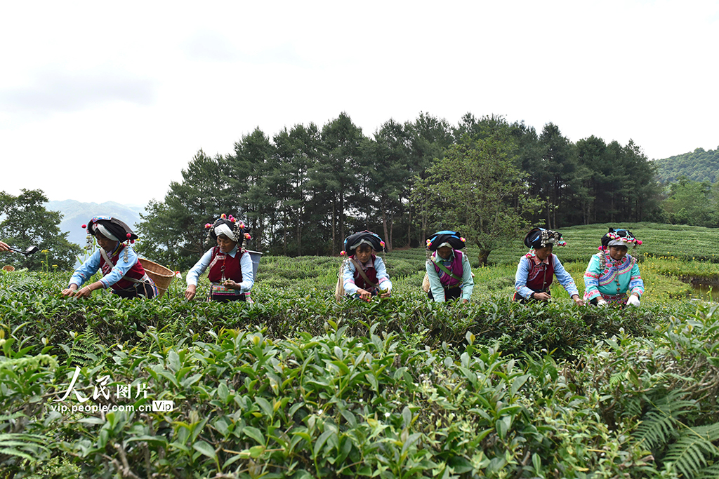 云南巍山：高山生态茶开采【5】