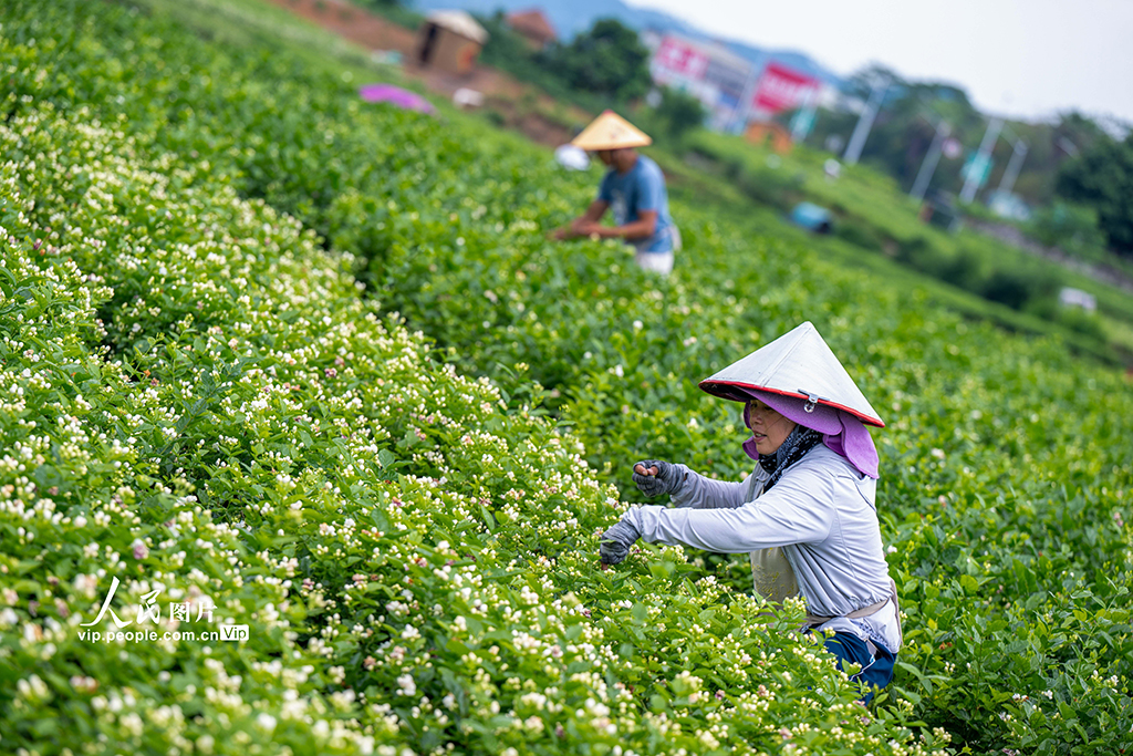 广西横州：采收茉莉花【2】