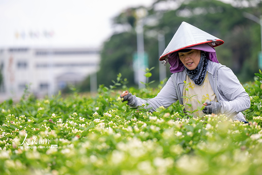 广西横州：采收茉莉花【4】