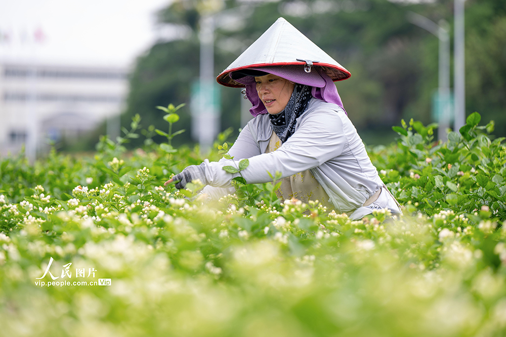 广西横州：采收茉莉花【5】