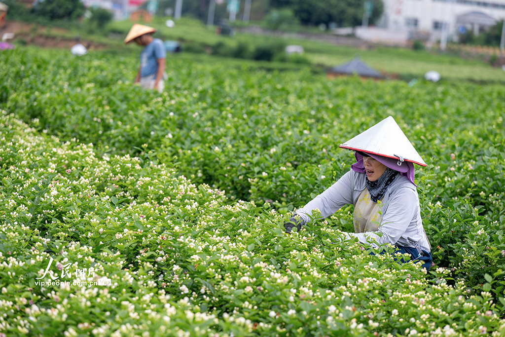 广西横州：采收茉莉花【6】