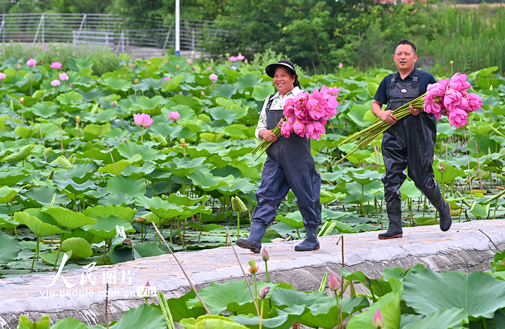 四川仁寿：采收荷花 供应市场【5】