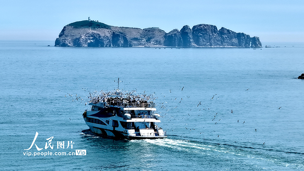 山東榮成：環島觀鷗醉游人
