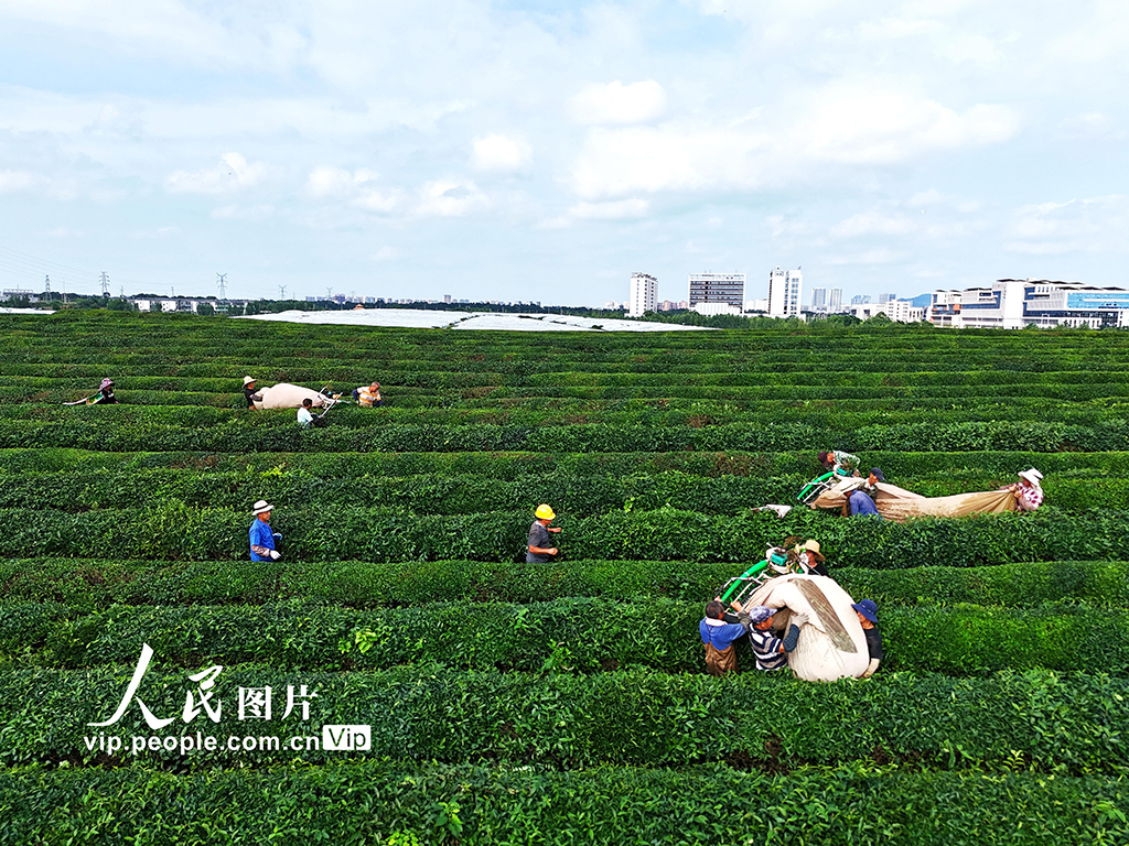江西赣江新区：机采夏茶忙【2】
