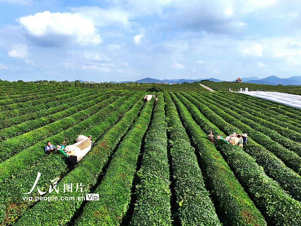 江西赣江新区：机采夏茶忙【5】