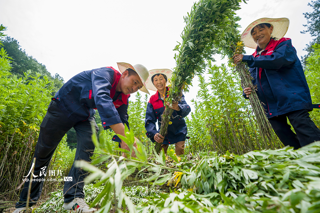 湖北秭归:端午临近 艾草产业蓬勃兴【4】