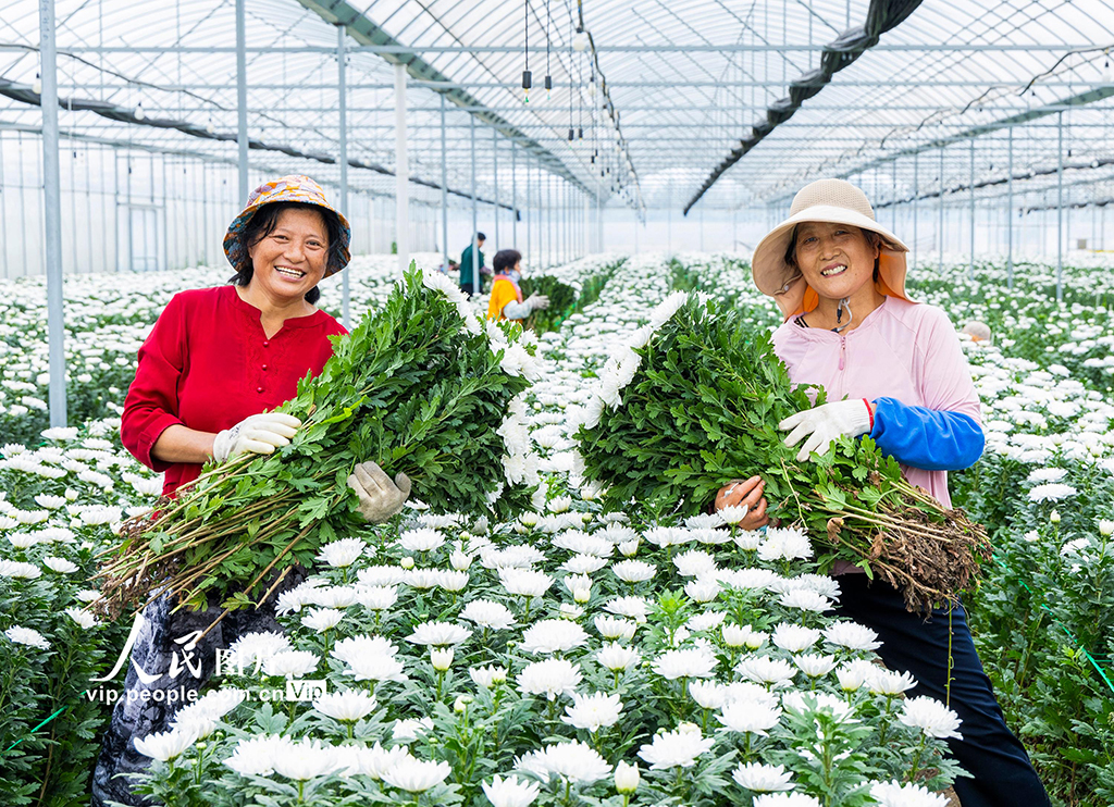 江苏泗洪:订单菊花开出致富花【5】
