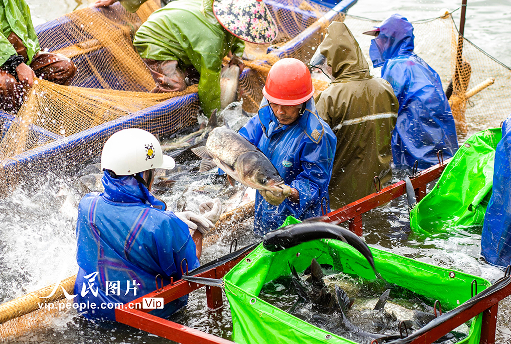 江西都昌：夏季捕鱼忙【5】