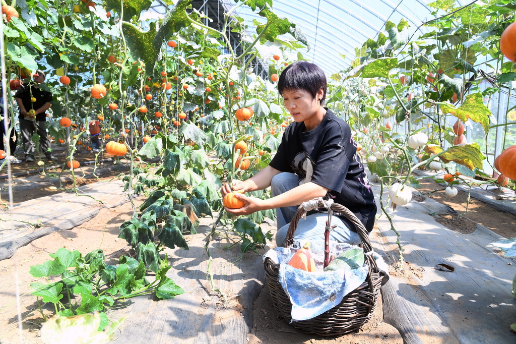 6月17日，在北京市平谷区东高村镇南埝头村农文旅科技小院，工作人员采摘南瓜。