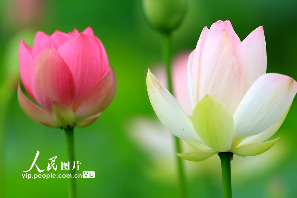 北京:荷花绽放【6】