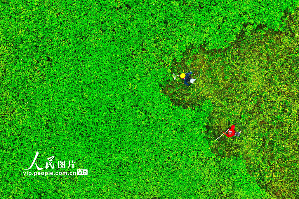 重庆：村民管护中药材【2】