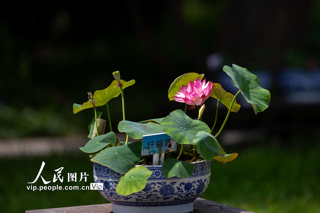 北京：北海公园荷花展开幕【2】
