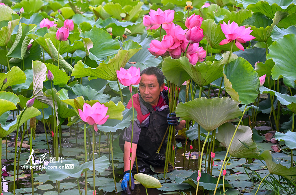 四川仁寿：采收荷花【4】