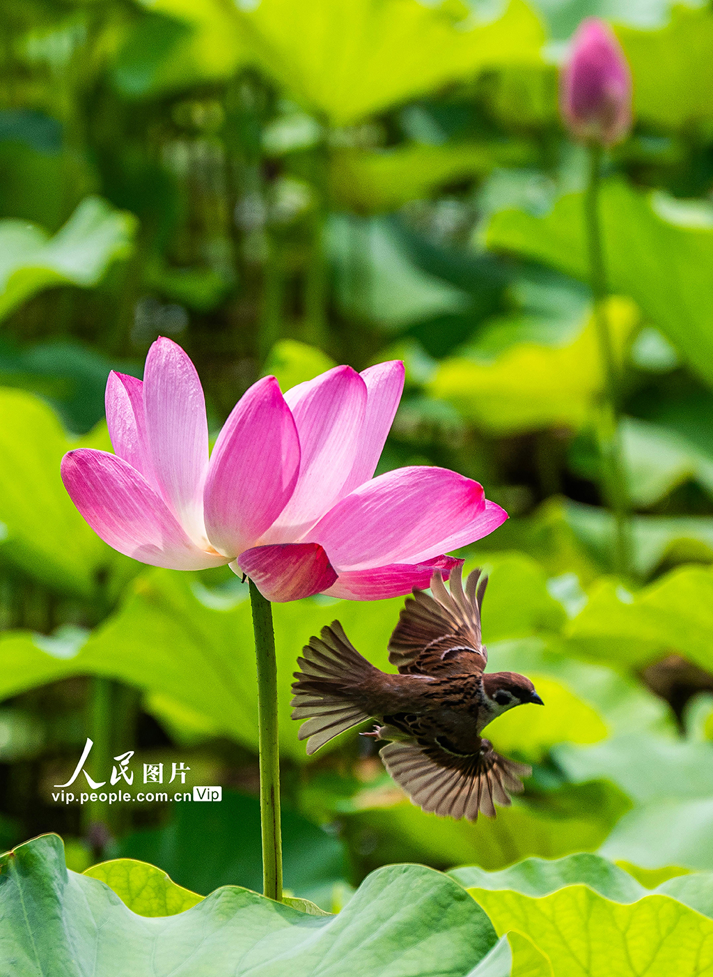 北海赏荷【4】
