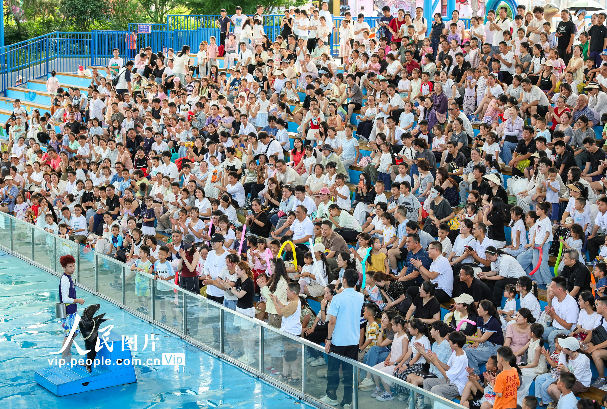  2026年7月4日，游客在湖北省襄阳市华侨城奇幻谷主题乐园观看海狮表演。