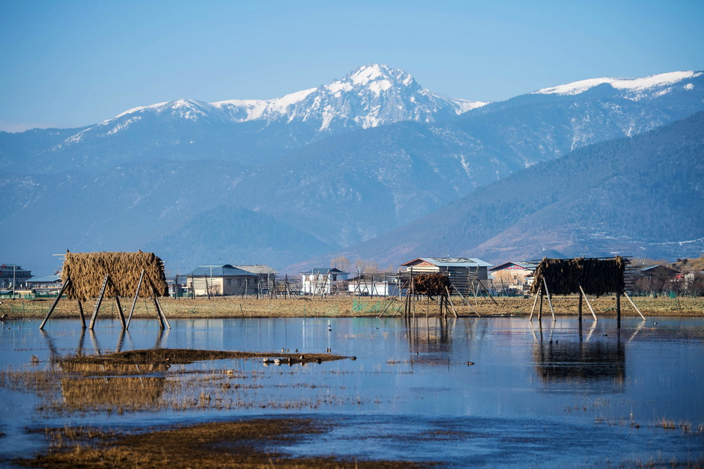 这是香格里拉纳帕海湿地一景（2021年3月16日摄）。新华社记者 胡超 摄