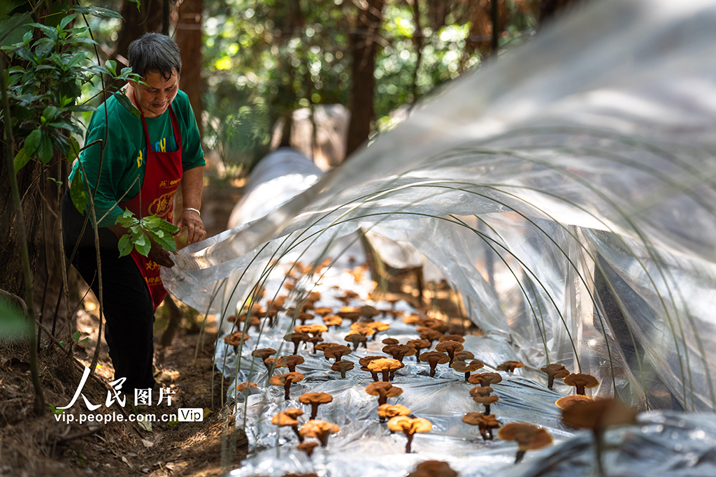 重庆:灵芝管护正当时【5】
