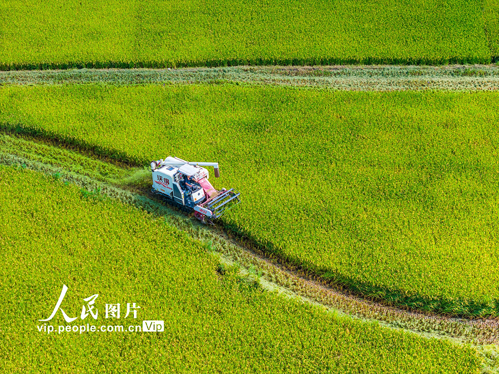 湖南双峰：开启“双抢”季【4】