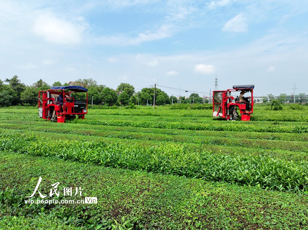2026年7月13日，江西省吉安市泰和县泰和垦殖场生态茶园，工人驾驶智能采茶机正在采收夏茶。