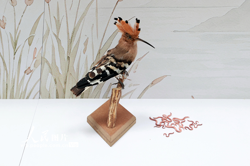 北京：“京华飞羽——北京常见鸟类专题展”开展【5】