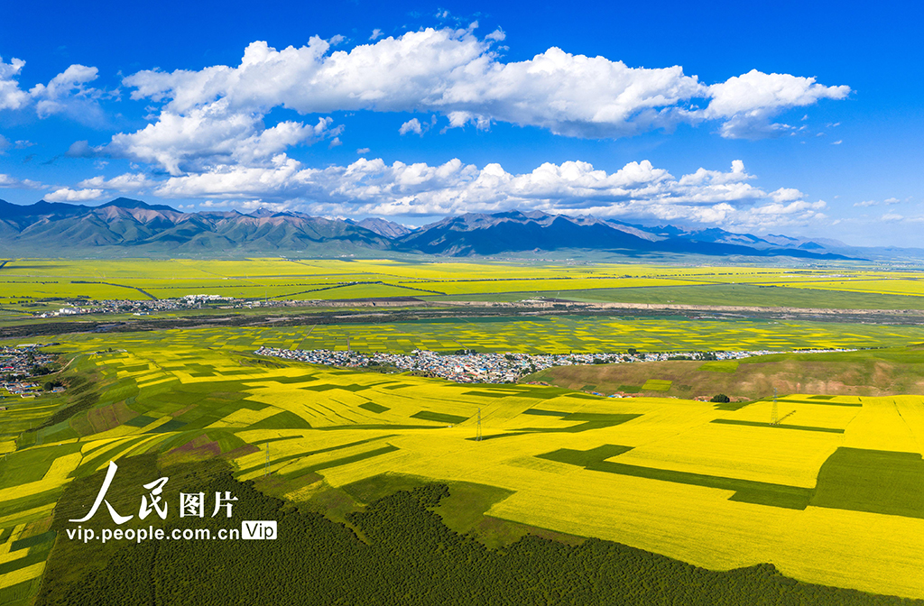青海门源：油菜花海美如画【4】