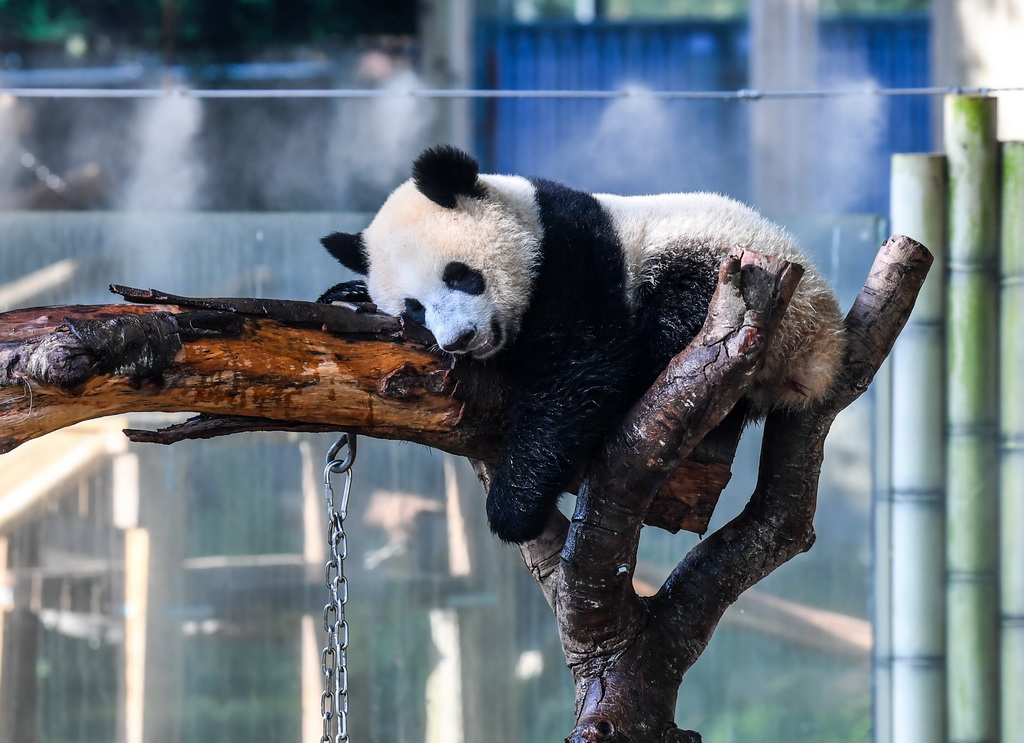 7月23日,重庆动物园的大熊猫在喷淋设施旁乘凉消暑。