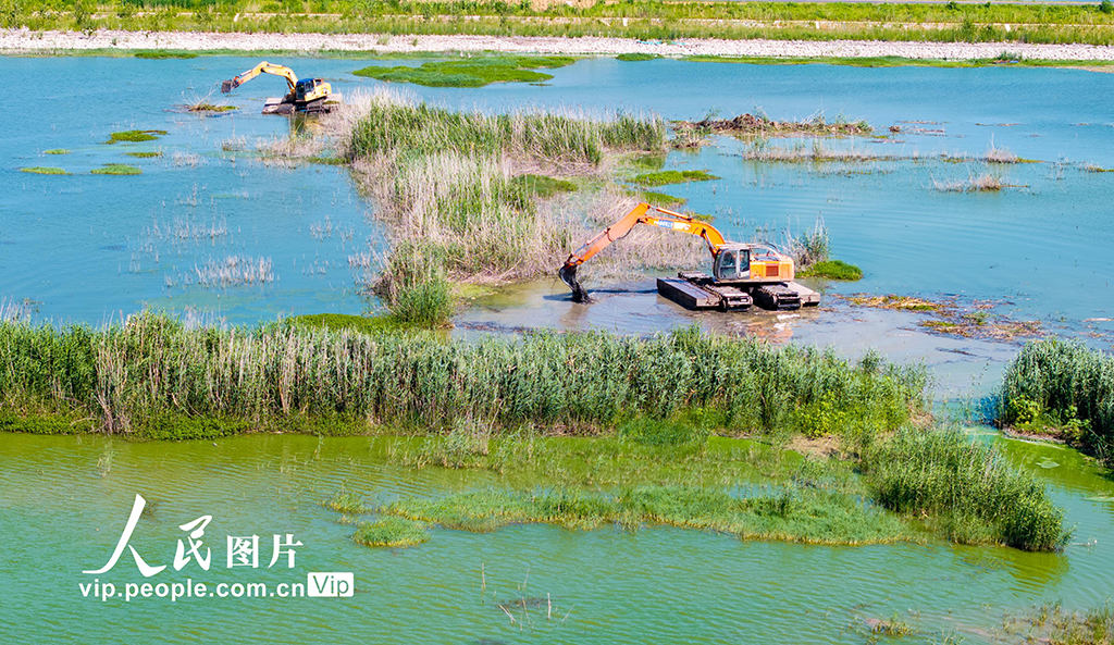 江苏泗洪:湿地滩涂修复忙【2】