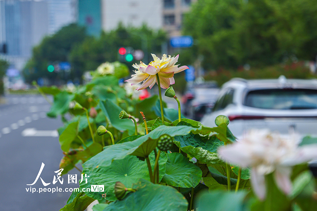 上海:古猗园联合静安区创新打造道路隔离带荷花花箱景观【3】