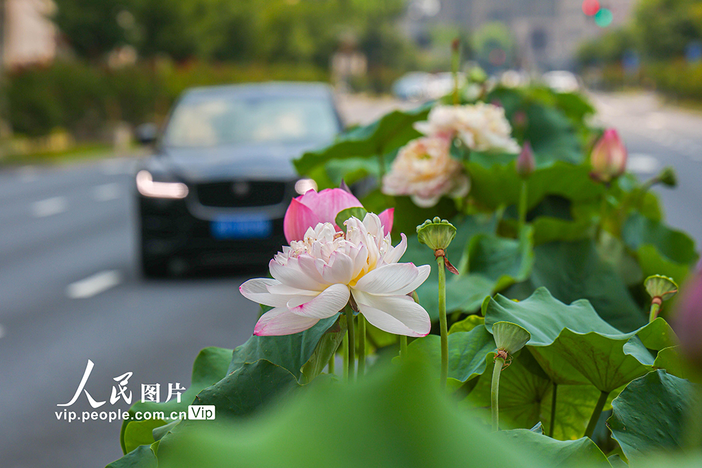 上海：古猗园联合静安区创新打造道路隔离带荷花花箱景观