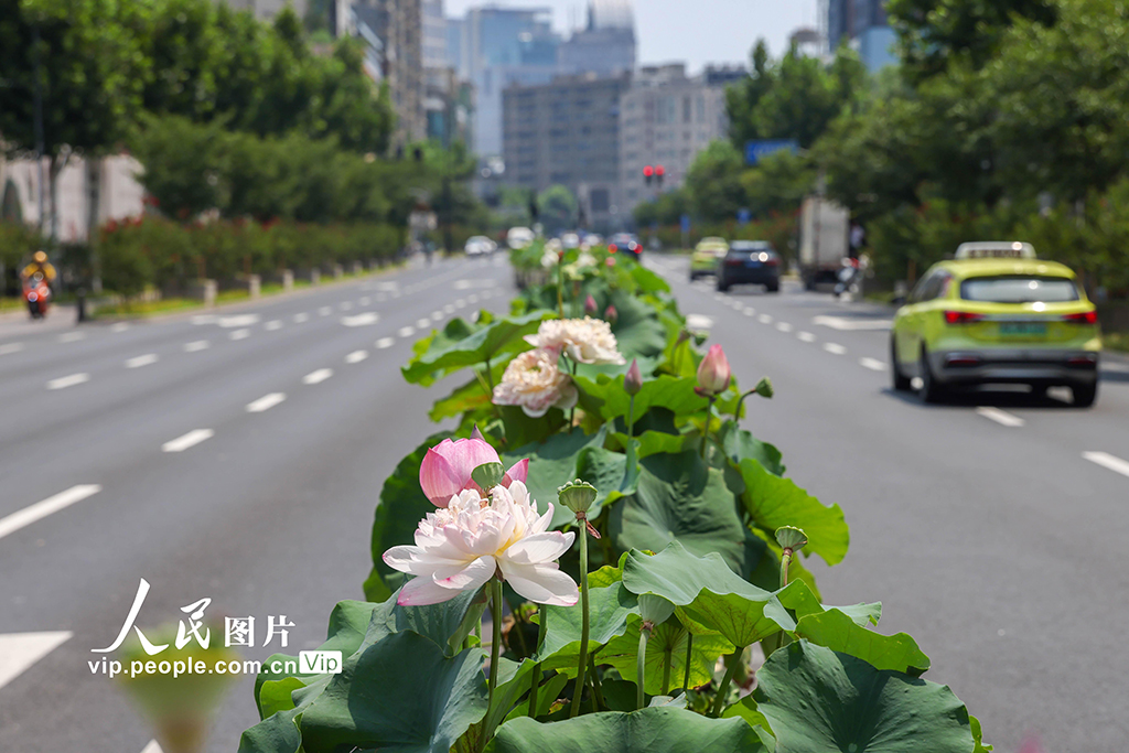 上海：古猗园联合静安区创新打造道路隔离带荷花花箱景观【6】
