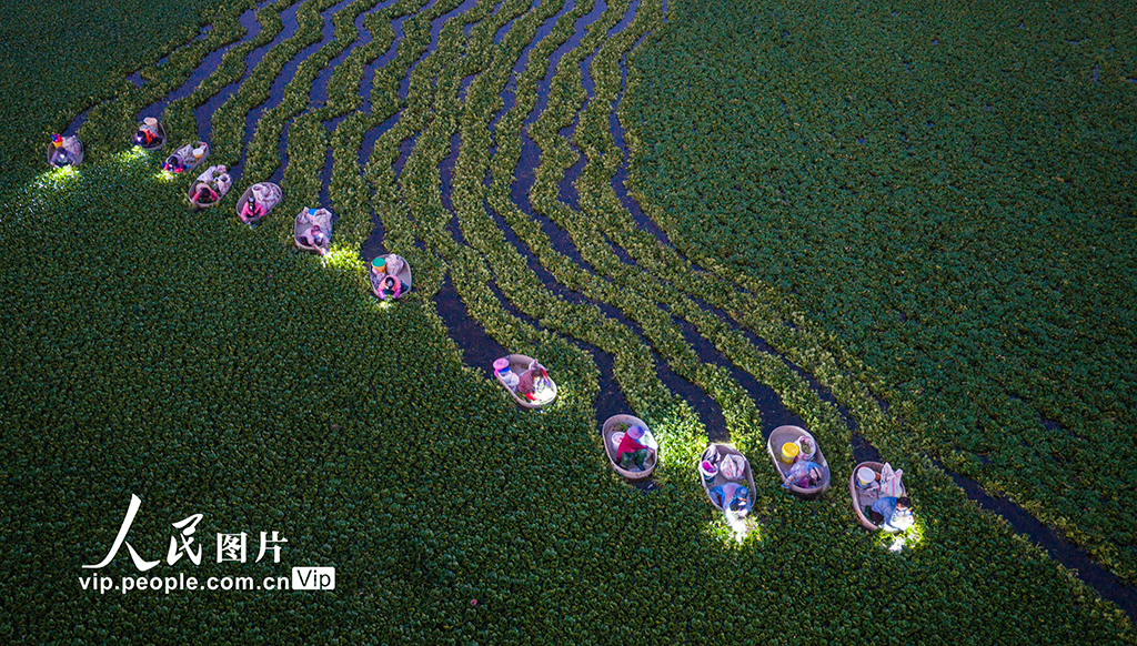 挑灯采菱【3】