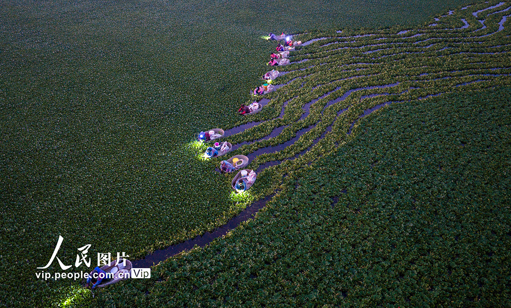 挑灯采菱【5】