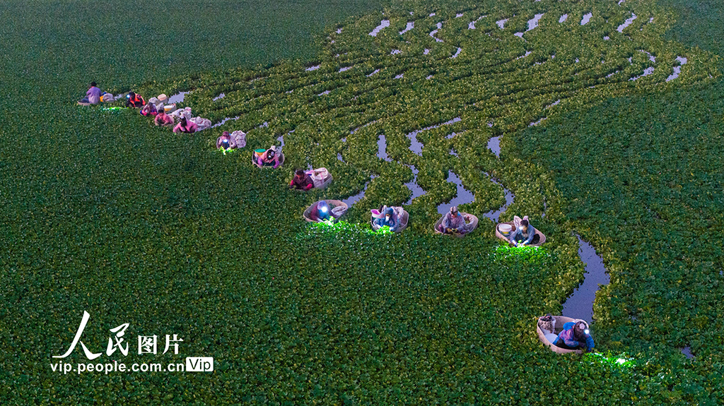 挑灯采菱【6】