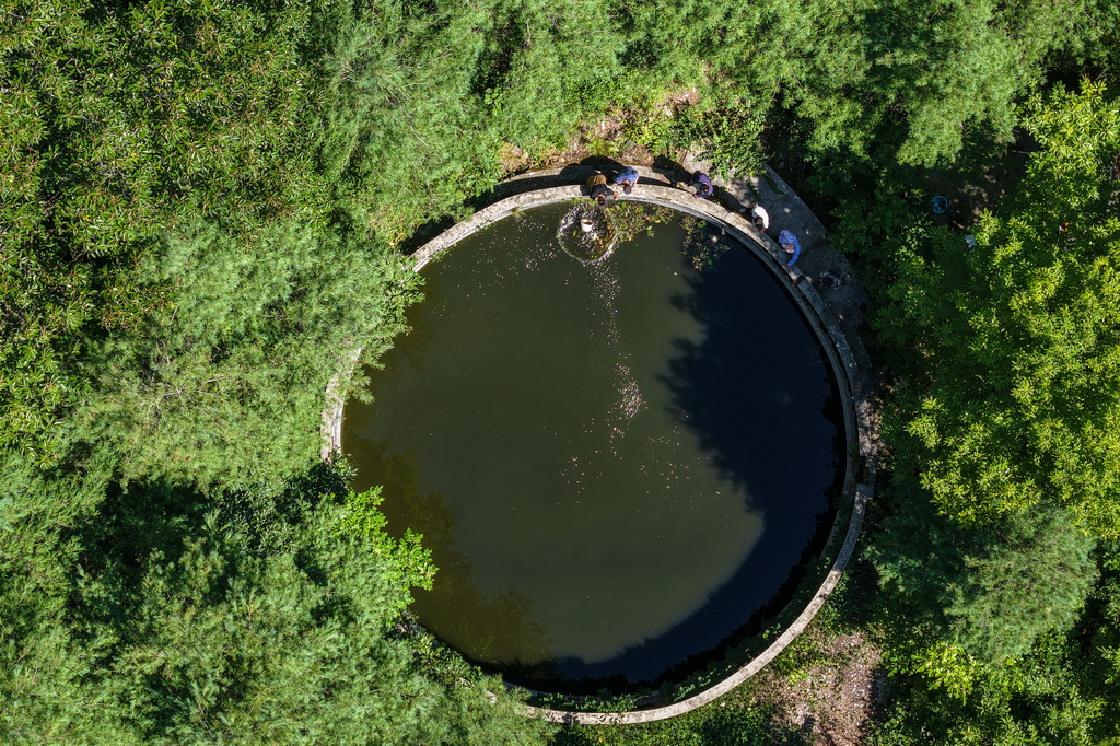 8月4日，在陇南市康县岸门口镇张家河村，村民清理一处灌溉蓄水池的漂浮物（无人机照片）。