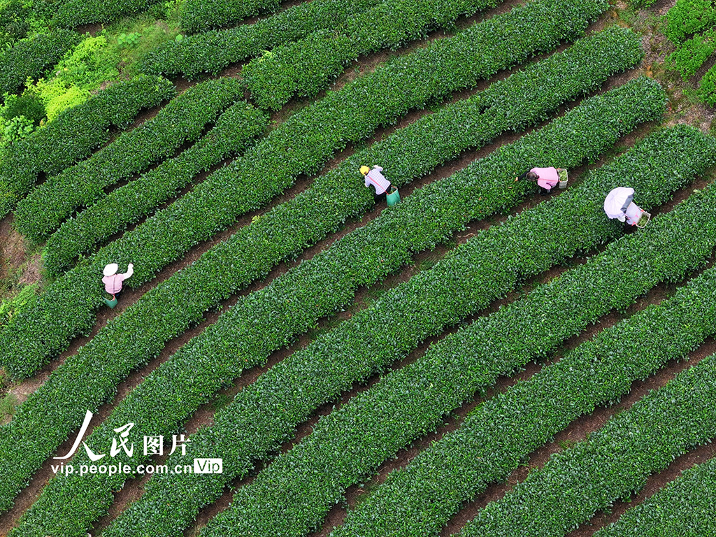 广西昭平：采摘夏茶【4】