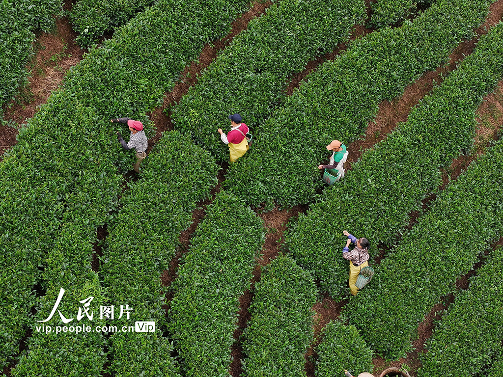广西昭平：采摘夏茶