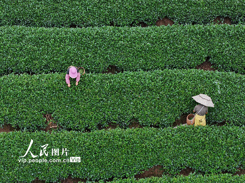 广西昭平：采摘夏茶【2】