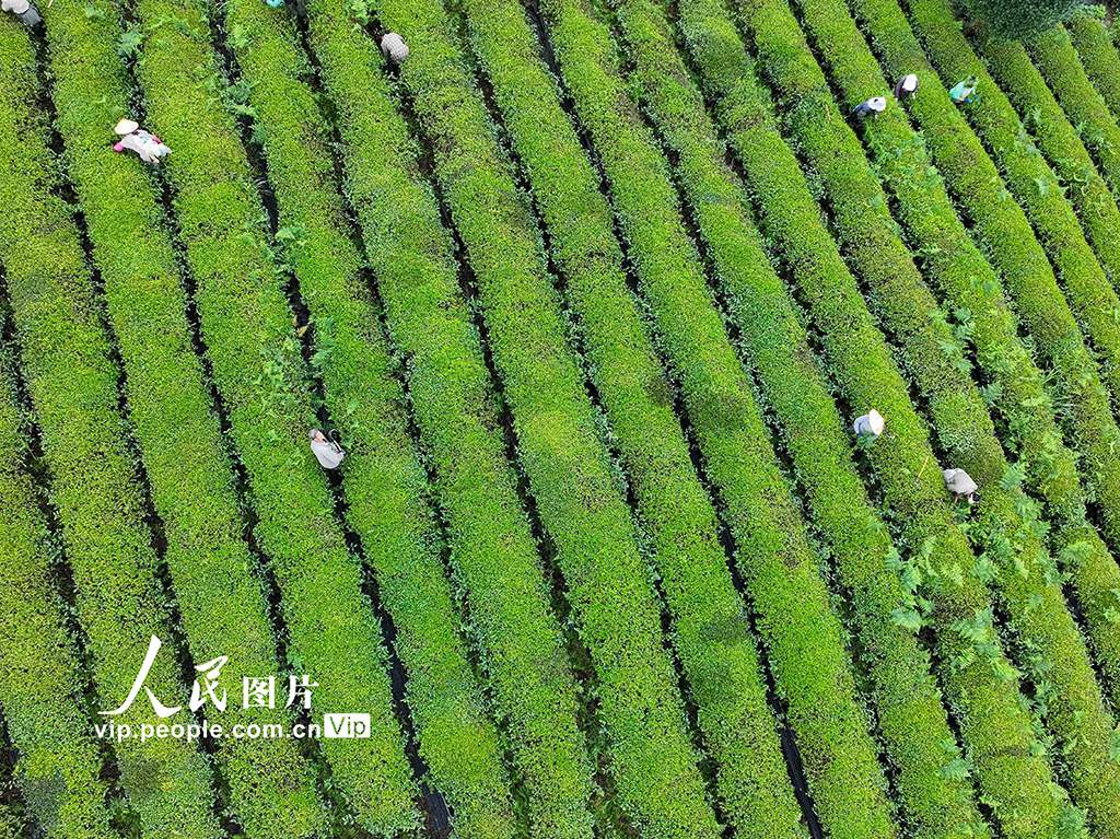 贵州开阳：茶园管护【2】