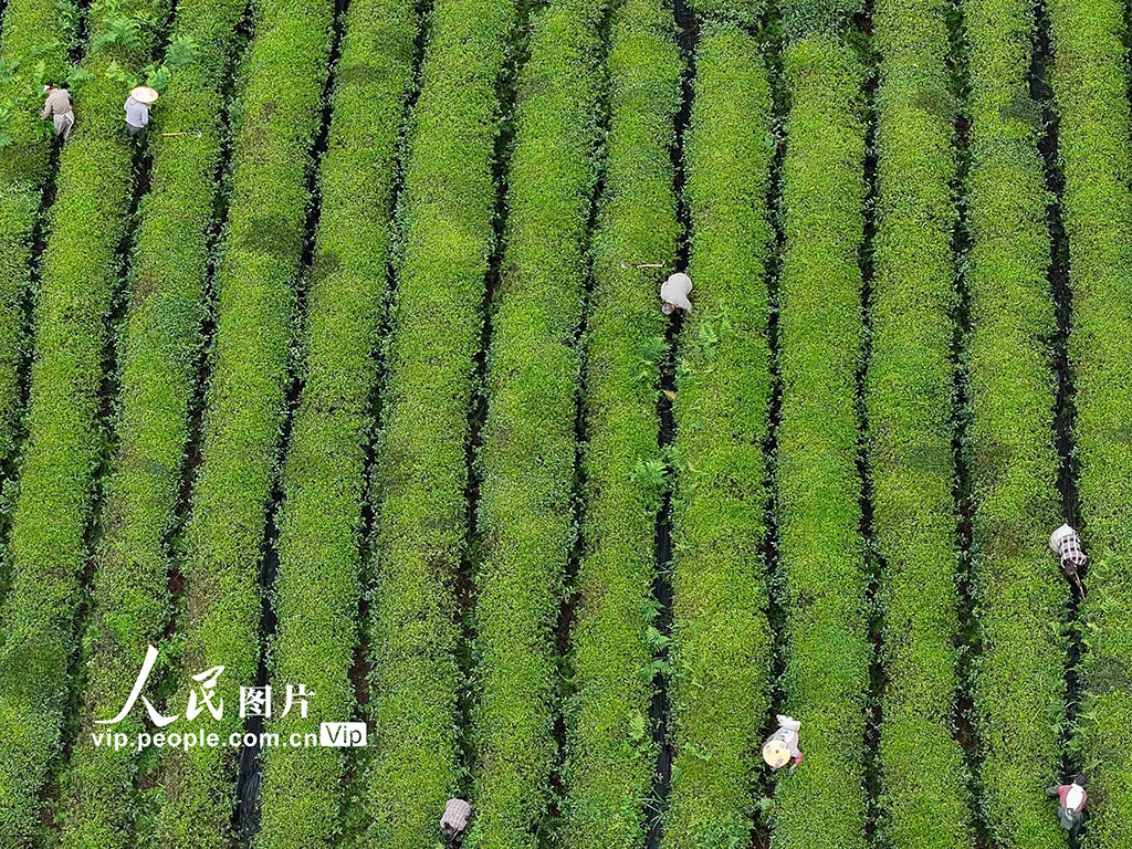 贵州开阳：茶园管护【3】